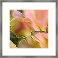 Rosey Blur Framed Print