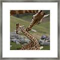 Rothschild Giraffe Mother Nuzzling Calf Framed Print