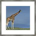 Rothschild Giraffe Framed Print
