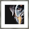 Rottie Love - Rottweiler Art By Sharon Cummings Framed Print