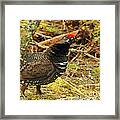 Rough Grouse Framed Print