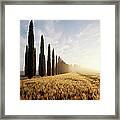 Row Of Cypress Trees And Farmhouse At Framed Print