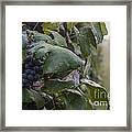 Rows Of Grapes Framed Print
