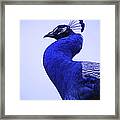 Royal Blue Framed Print