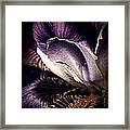 Royal Purple Framed Print