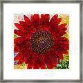 Royal Red Sunflower Framed Print