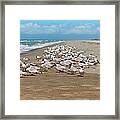 Royal Terns On The Beach Framed Print