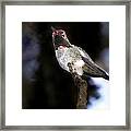 Ruby Beauty Framed Print