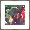 Ruby Begonia Framed Print