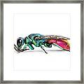 Ruby-tailed Wasp Framed Print