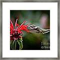 Ruby Throated Girl Framed Print