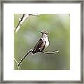 Ruby-throated Hummingbird 9332-1 Framed Print