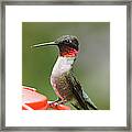 Ruby-throated Hummingbird Male 11702-1 Framed Print