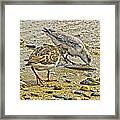 Ruddy Turnstone And Sanderling Framed Print