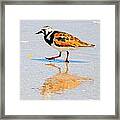 Ruddy Turnstone Framed Print