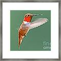 Rufous Hummingbird Framed Print