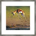 Running Springbok Jumping High Framed Print