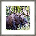 Rutting Alaskan Bull Moose Framed Print