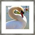 S Is For Swan Framed Print