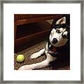 #saber #is #like #huh #lol #dog #husky Framed Print