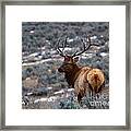 Sage Elk Framed Print