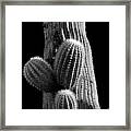 Saguaro 5 Framed Print