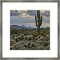 Saguaro And Storm Clouds Framed Print