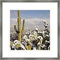 Saguaro Cactus In Snow Saguaro Np Framed Print