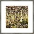 Saguaro Colony Framed Print