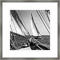 Sailing In Los Angeles Regatta Framed Print