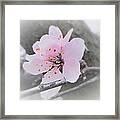 Sakura Blossom Framed Print