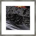 Sally Lightfoot Crab In Crevice Framed Print