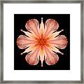 Salmon Daylily I Flower Mandala Framed Print