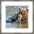 Dining On Salmon Framed Print