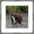 Salmon For Lunch Framed Print