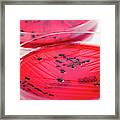 Salmonella Enterica Culture On Xld-agar Framed Print