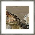 Salt Water Crocodile 2 Framed Print