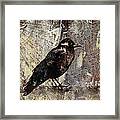 Same Crow Different Day Framed Print