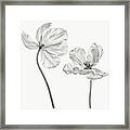 Same Tulip : Front- And Backview Framed Print