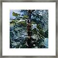 San Jacinto Mountain Tree Top Framed Print