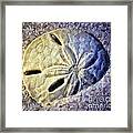 Sand Dollar 1 Framed Print