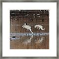 Sand Hill Cranes Dining At The Bosque Del Apache Framed Print