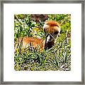 Sandhill Chick 005 Framed Print