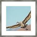 Sandhill Crane In Flight Framed Print