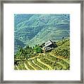 Sapa Rice Fields Framed Print