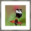 Sapho Longwing Red Oriented Framed Print