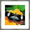 Sara Longwing Butterfly Framed Print