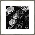 Sarah Van Fleet Variety Of Roses Framed Print