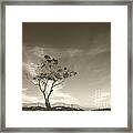 Save The Tree Framed Print