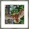 Savigney's Eagle Owl Adult Framed Print